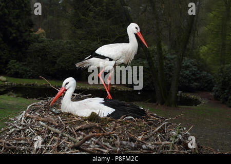 Stork couple on a nest Stock Photo