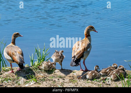 Family of Egyptian Geese with one chick bending over to look at the calm still lake with small wings raised Stock Photo