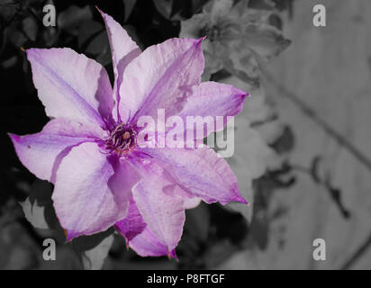 Purple Large Flower Clematis Plant on a grey background Stock Photo