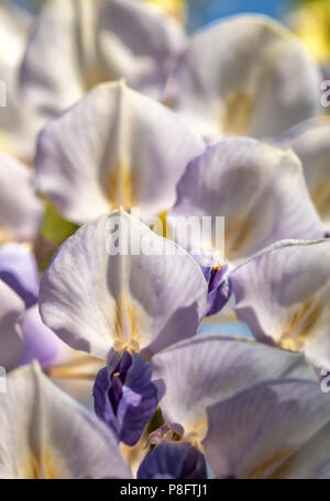 Close-up view of wild wisteria blooms, focused on the white petals. Stock Photo