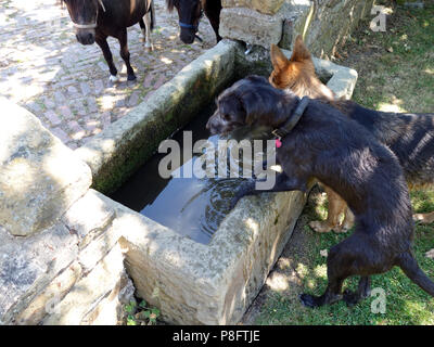A Lurcher and German Shepherd take turns to drink from the horses trough Stock Photo