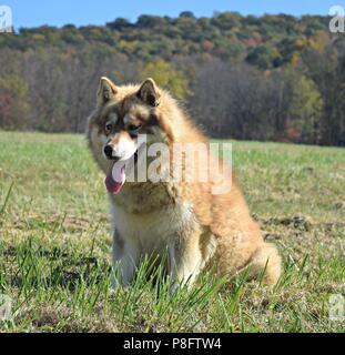 Red sales wooly husky