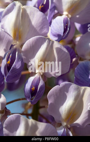 Close-up view of wild wisteria blooms, showing the two-colored blooms. Stock Photo