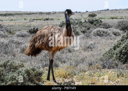 Emu (Dromaius novaehollandiae) grazing in the outback, Oodnadatta Track near Marree, South Australia Stock Photo