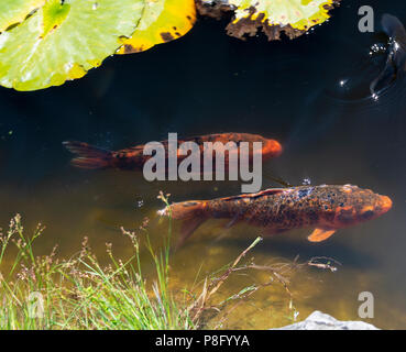 Colourful Koi Carp Swimming in a Pond by Lake Geneva at the Swiss Vapeur Parc at Le Bouveret Switzerland Stock Photo