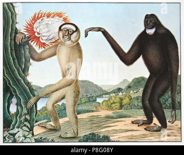 Monkey painter fotografías e imágenes de alta resolución - Alamy