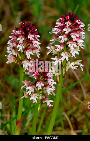 burnt orchid, (Orchis ustulata, Neotinea ustulata) Stock Photo