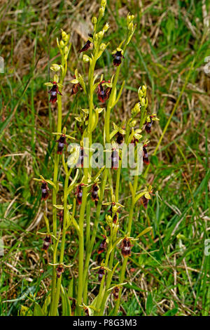 fly orchid, (Ophrys insectifera) Stock Photo