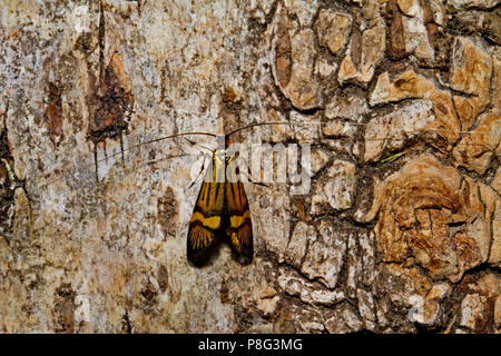 yellow-barred long-horn, (Nemophora degeerella) Stock Photo