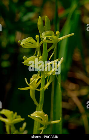 fen orchid, (Liparis loeselii) Stock Photo