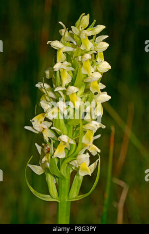 Yellow early marsh orchid, Sippenauer Moor, Bavaria, Germany, (Dactylorhiza ochroleuca) Stock Photo