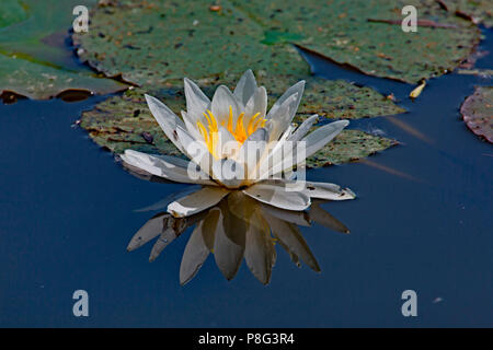 european white water lily, (Nymphaea alba) Stock Photo