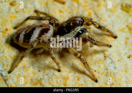 zebra jumping spider, (Salticus scenicus) Stock Photo