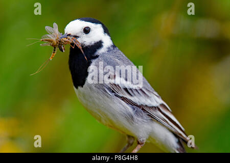 white wagtail with mayflies, (Motacilla alba) Stock Photo