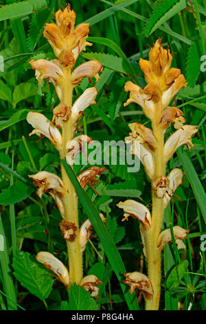 thistle broomrape, (Orobanche reticulata) Stock Photo