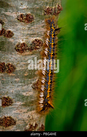 drinker moth, caterpillar, (Euthrix potatoria) Stock Photo