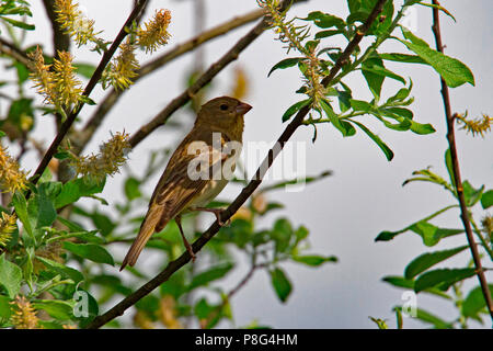 common rosefinch, young male(Carpodacus erythrinus) Stock Photo