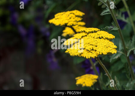 Achillea filipendulina Gold Plate,  asteraceae, yarrow, millefolium. Yellow bee friendly flowers. Stock Photo