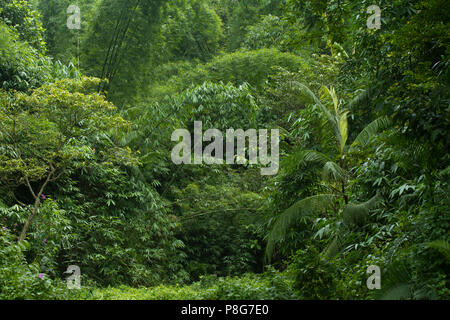 Khadimnagar National Park. Sylhet, Bangladesh. Stock Photo