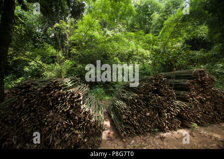 Khadimnagar National Park. Sylhet, Bangladesh. Stock Photo