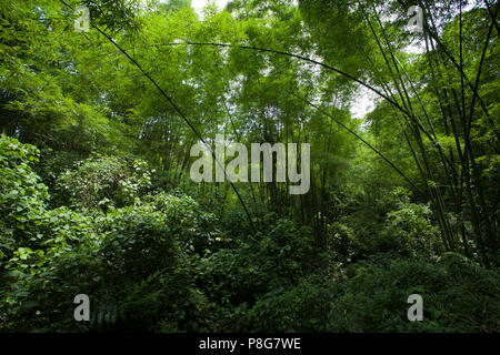 Khadimnagar National Park. Sylhet, Bangladesh. Stock Photo