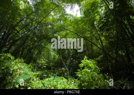 Khadimnagar National Park. Sylhet, Bangladesh. Stock Photo