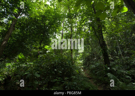 Khadimnagar National Park. Sylhet, Bangladesh. Stock Photo