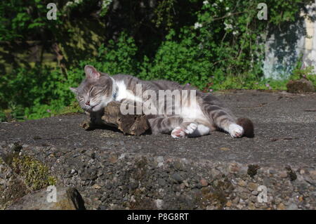 Tabby cat sleeping on log Stock Photo