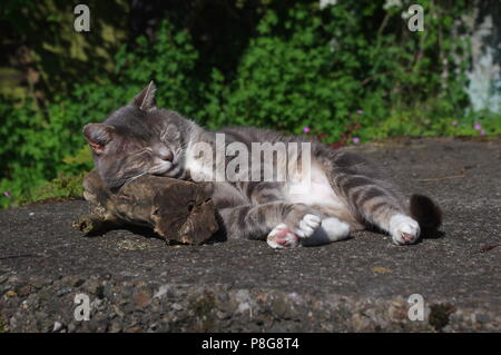 Tabby cat sleeping on log Stock Photo