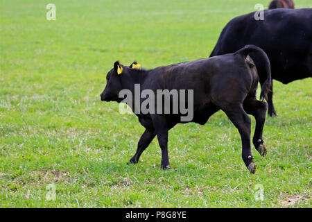 Young Aberdeen angus bull jumping on grassy field in summer, focus on the hind legs. Stock Photo