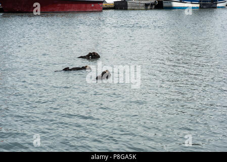 Three sea otters floating in a small boat harbor in Seward, Alaska.