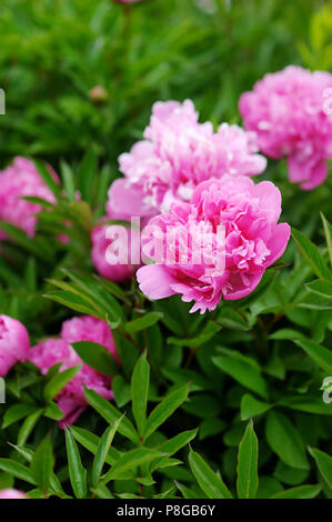 Beautiful pink peonies in the garden Stock Photo