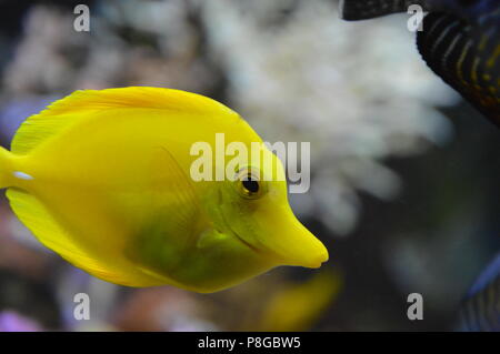 Fish on the tropical sea Stock Photo