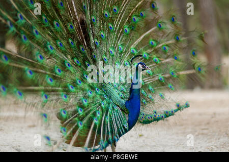 Beautiful peacock displaying his plumage Stock Photo