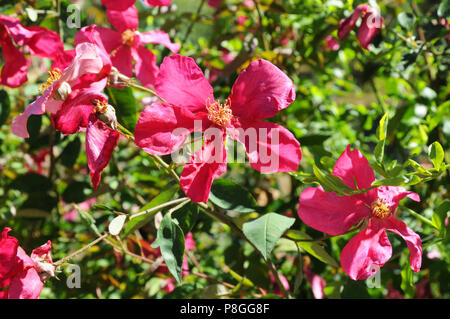 Rosa odorata 'Mutabilis' Stock Photo