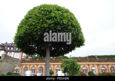 Bay tree in the gardens of the Schloss castle in Weilburg an der Lahn In Germany Europe Stock Photo