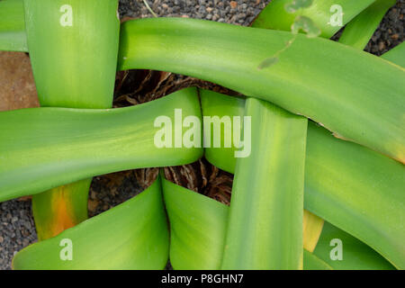 plant leaf pattern design, weave from amaryllidaceae Stock Photo