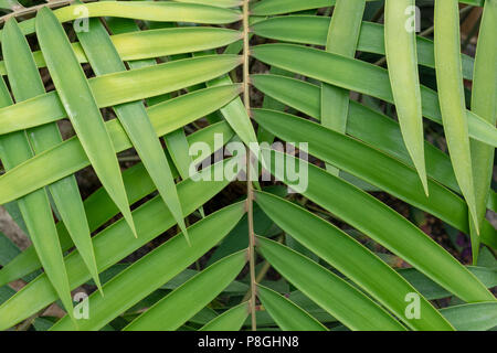green leaf overlap zigzag pattern structure for background Stock Photo