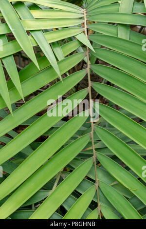 green leaf overlap zigzag pattern structure for background Stock Photo