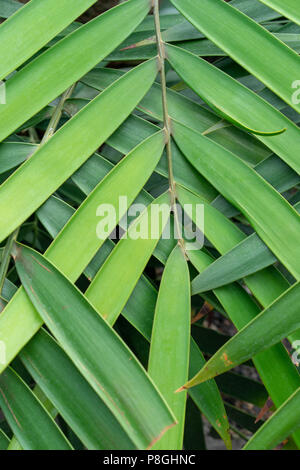 green leaf overlap zigzag pattern structure for background Stock Photo
