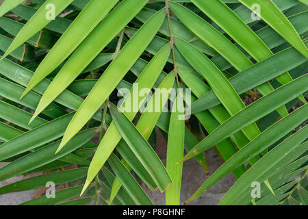 green leaf overlap zigzag pattern structure for background Stock Photo