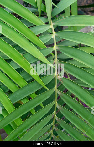 green leaf overlap zigzag pattern structure for background Stock Photo
