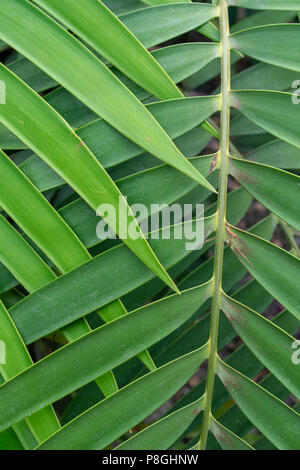 green leaf overlap zigzag pattern structure for background Stock Photo
