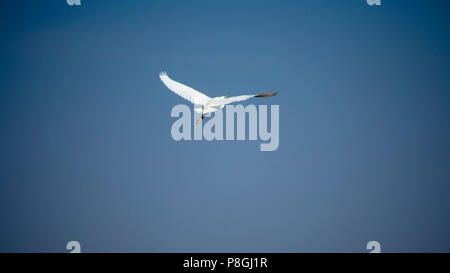 Median egret in a lake Mesophoyx intermedia Mahjhola Bagula Fly over lake in air Stock Photo