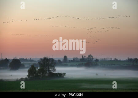 Goerlsdorf, Germany, Wildgaense fly on a misty morning over the fields of the Uckermark Stock Photo