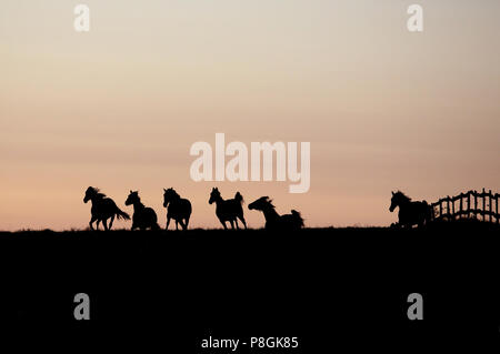 Studded Goerlsdorf, silhouette, horses at dawn galloping in the pasture Stock Photo