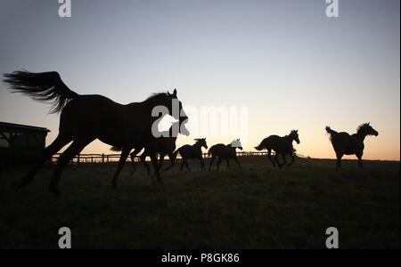 Studded Goerlsdorf, silhouette, horses at dawn galloping in the pasture Stock Photo