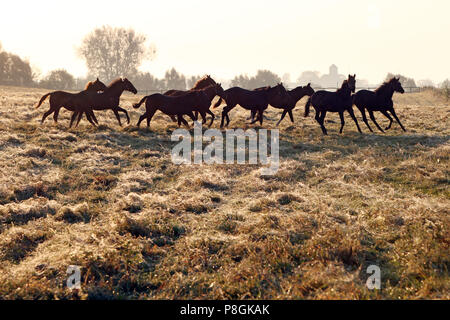 Studded Goerlsdorf, silhouette, galloping horses in the pasture Stock Photo