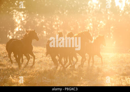 Studded Goerlsdorf, silhouette, horses in the morning galloping in the pasture Stock Photo