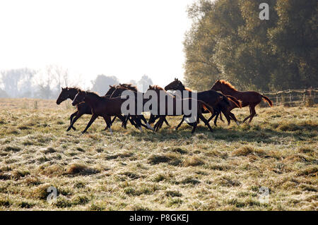 Studded Goerlsdorf, silhouette, galloping horses in the pasture Stock Photo